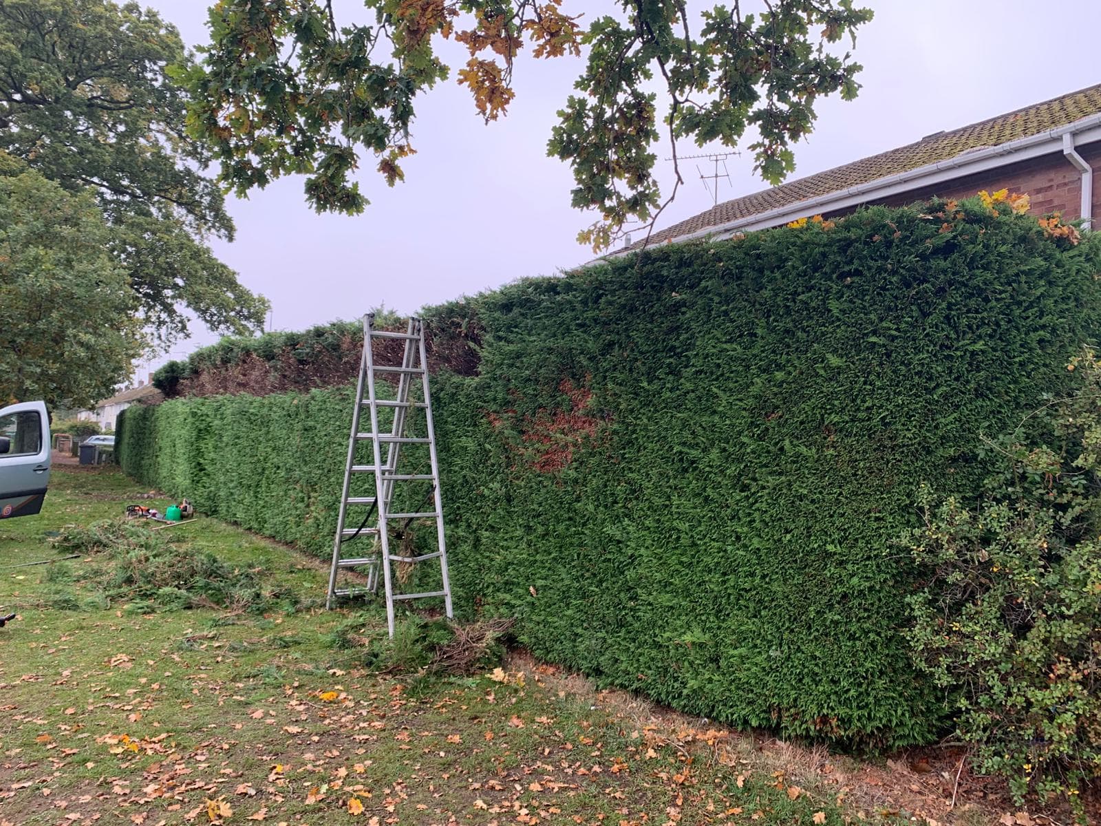 Long garden hedge trimmed and shaped to a level line